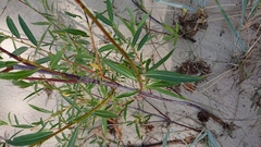 Salix acutifolia