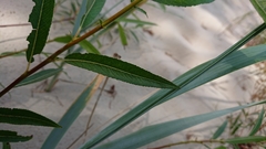 Salix acutifolia