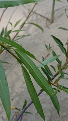 Salix acutifolia