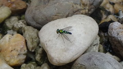 Condylostylus pruinosus