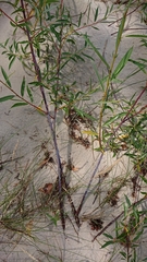 Salix acutifolia