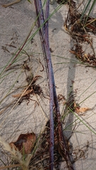 Salix acutifolia
