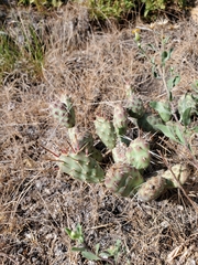 Opuntia fragilis