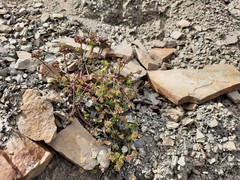 Chamaesciadium acaule