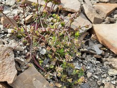 Chamaesciadium acaule