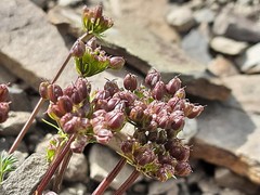 Chamaesciadium acaule