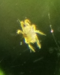 Tetranychus urticae