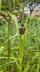 Scirpus atrovirens
