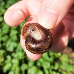 Webbhelix multilineata