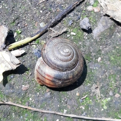 Webbhelix multilineata