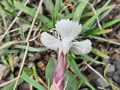 Dianthus cretaceus