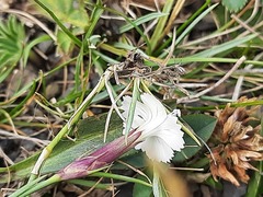 Dianthus cretaceus