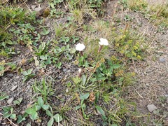 Dianthus cretaceus