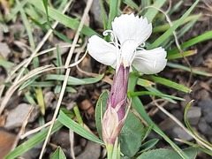Dianthus cretaceus