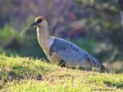 Theristicus melanopis