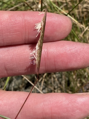 saltmeadow cordgrass (Spartina patens)