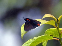 Pyrrhopyge