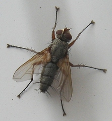 Dinera grisescens