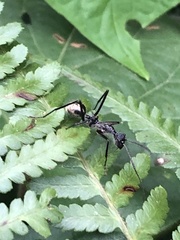 Dolichoderus rugosus