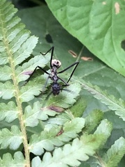 Dolichoderus rugosus