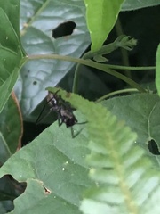 Dolichoderus rugosus