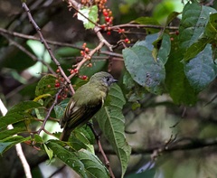 Mionectes striaticollis