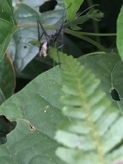 Dolichoderus rugosus