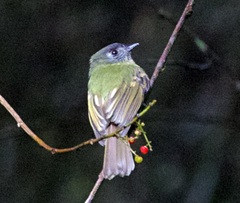 Mionectes striaticollis