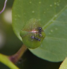 Formicidae