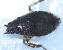 Belostoma minor