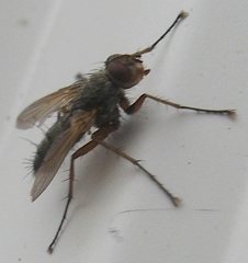 Dinera grisescens