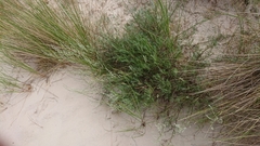 Artemisia campestris inodora