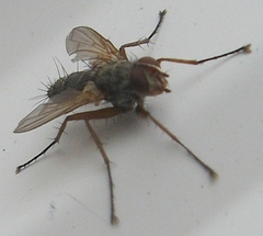 Dinera grisescens
