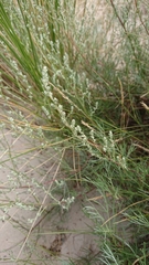Artemisia campestris inodora