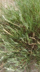 Artemisia campestris inodora