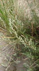 Artemisia campestris inodora