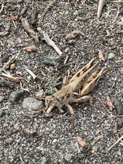 Melanoplus sanguinipes