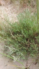 Artemisia campestris inodora