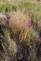 Ursinia punctata