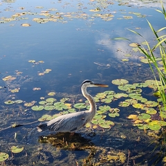 Ardea herodias