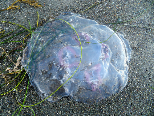 photo of Greater Moon Jelly (Aurelia labiata)