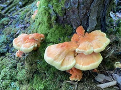 Laetiporus huroniensis