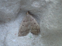 Zanclognatha protumnusalis