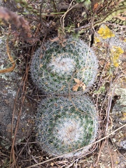 Mammillaria albilanata