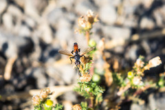 Cylindromyia intermedia