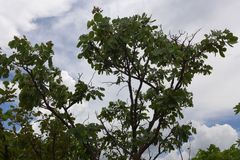 Isoberlinia angolensis