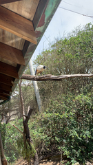 Threskiornis