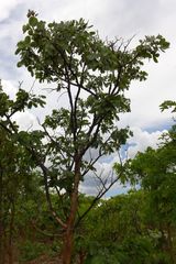 Isoberlinia angolensis