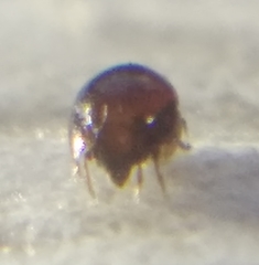 Galumnidae