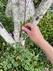 Thalictrum delavayi